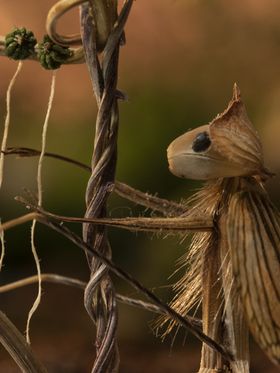 Nature_LIGHT 2.jpg