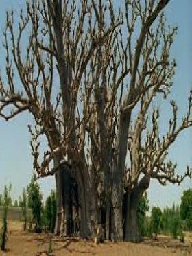 Baobab - Affiche