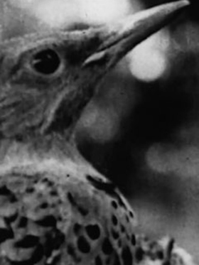 the bird 1.png